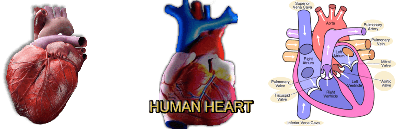 human heart