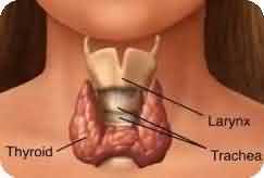 Thyroid
