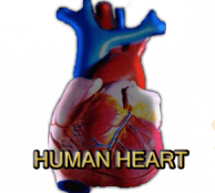 human heart
